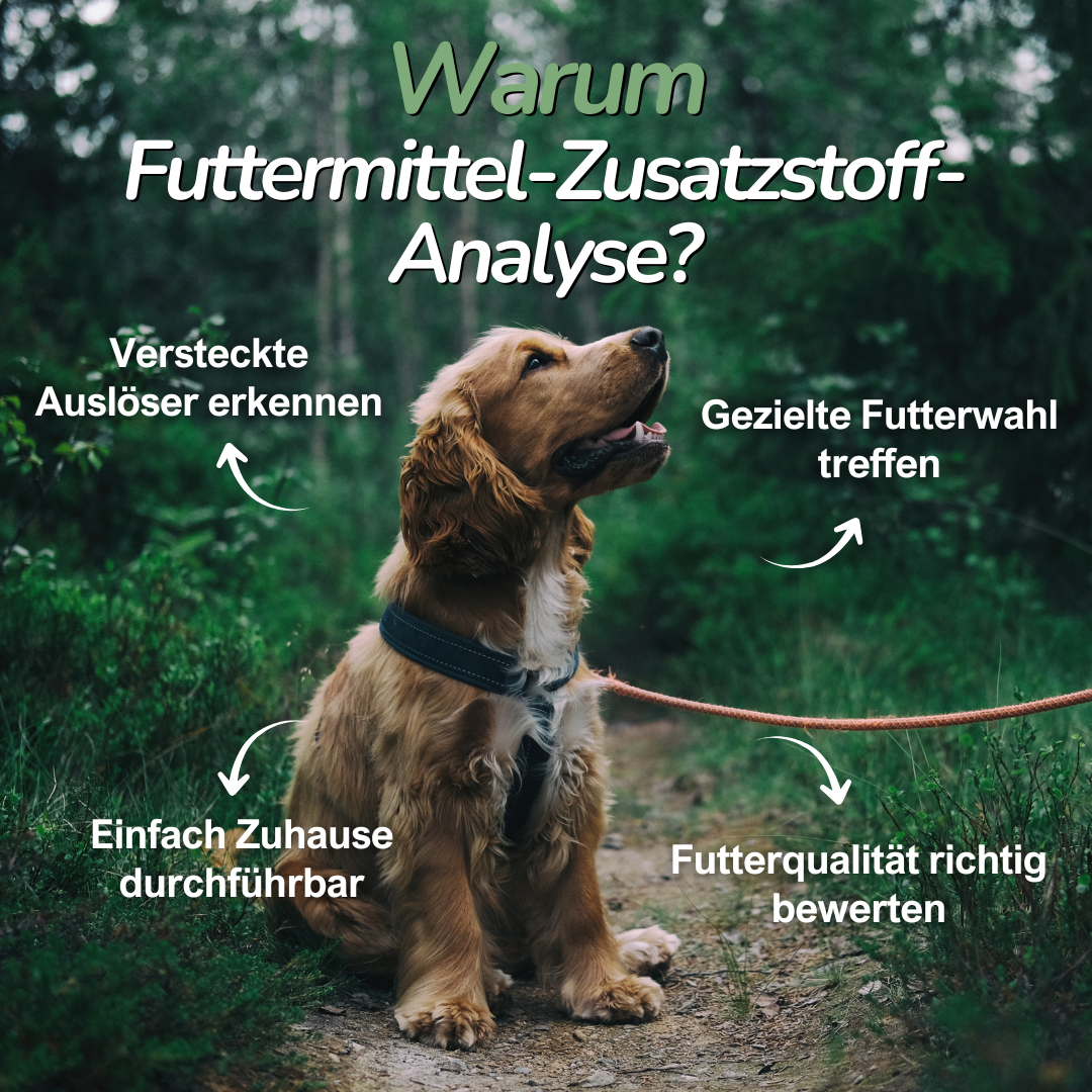 Hund im Wald – Erklärung zur Relevanz von Zusatzstoff-Unverträglichkeiten im Hundefutter