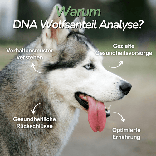 Husky mit herausgestreckter Zunge – Information zur Bedeutung der Wolfs-DNA bei Hunden