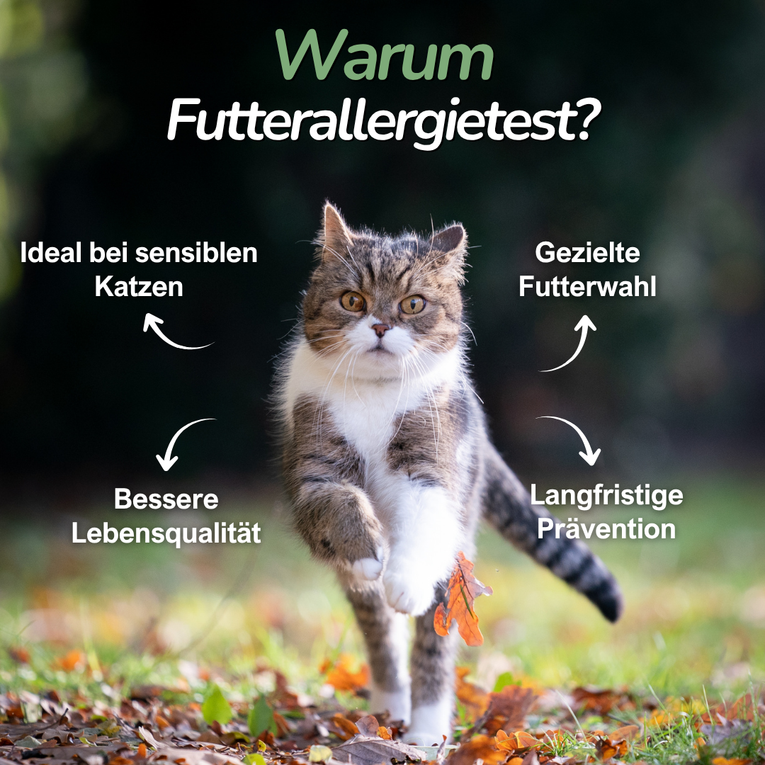 Katze läuft auf Wiese – Erklärung zur Relevanz von Futterunverträglichkeiten bei Katzen