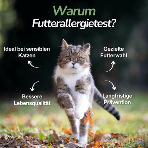 Katze läuft auf Wiese – Erklärung zur Relevanz von Futterunverträglichkeiten bei Katzen