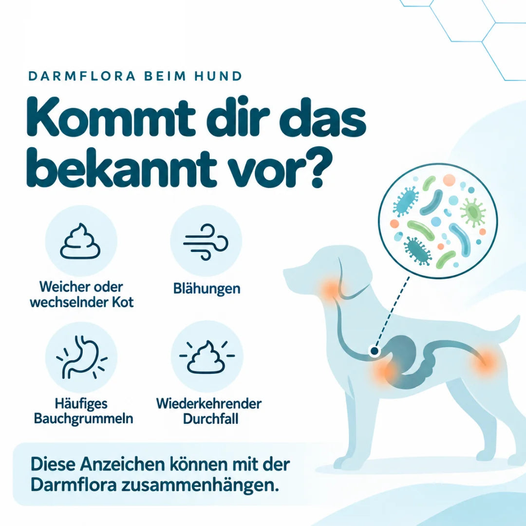 Darmflora Test Plus - Hunde