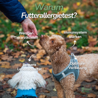 Hund mit Halstuch sitzt auf Decke – Information zu Symptomen und Gründen für einen Futterallergietest