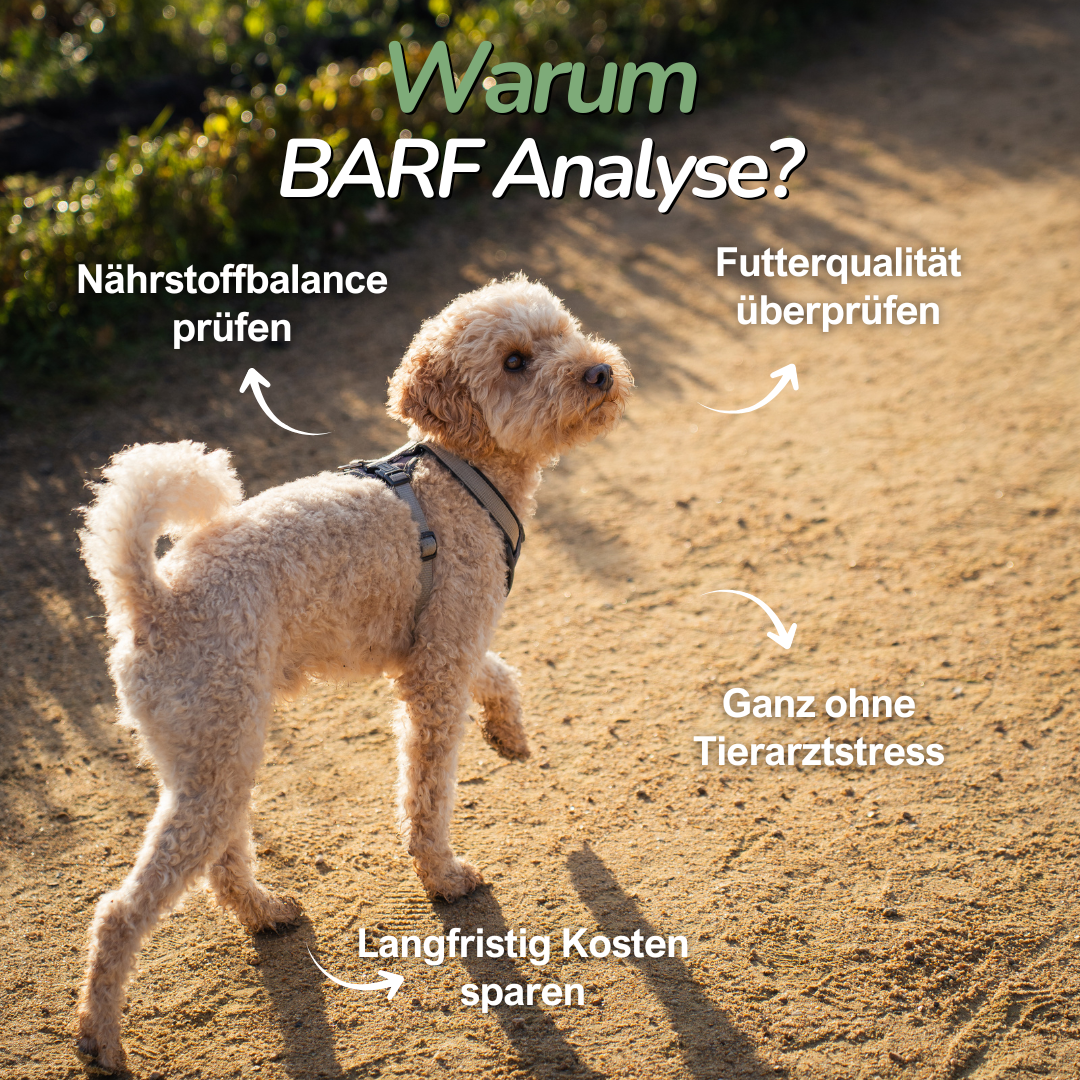 Hund beim Spaziergang auf Feldweg – Hinweis auf die Bedeutung der Nährstoffanalyse bei BARF-Fütterung