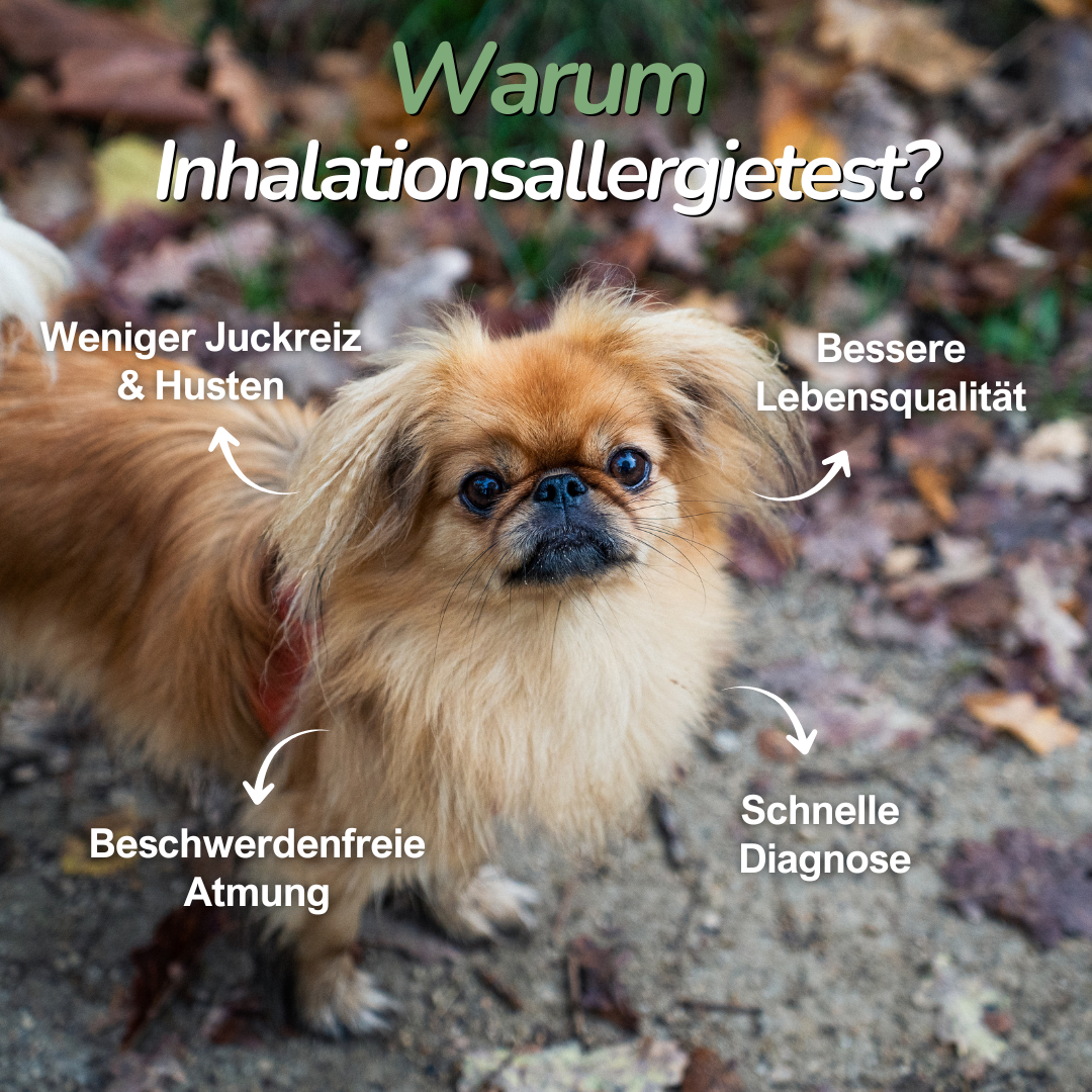 Kleiner Hund im Laub – Information zur Bedeutung von Inhalationsallergien bei Hunden