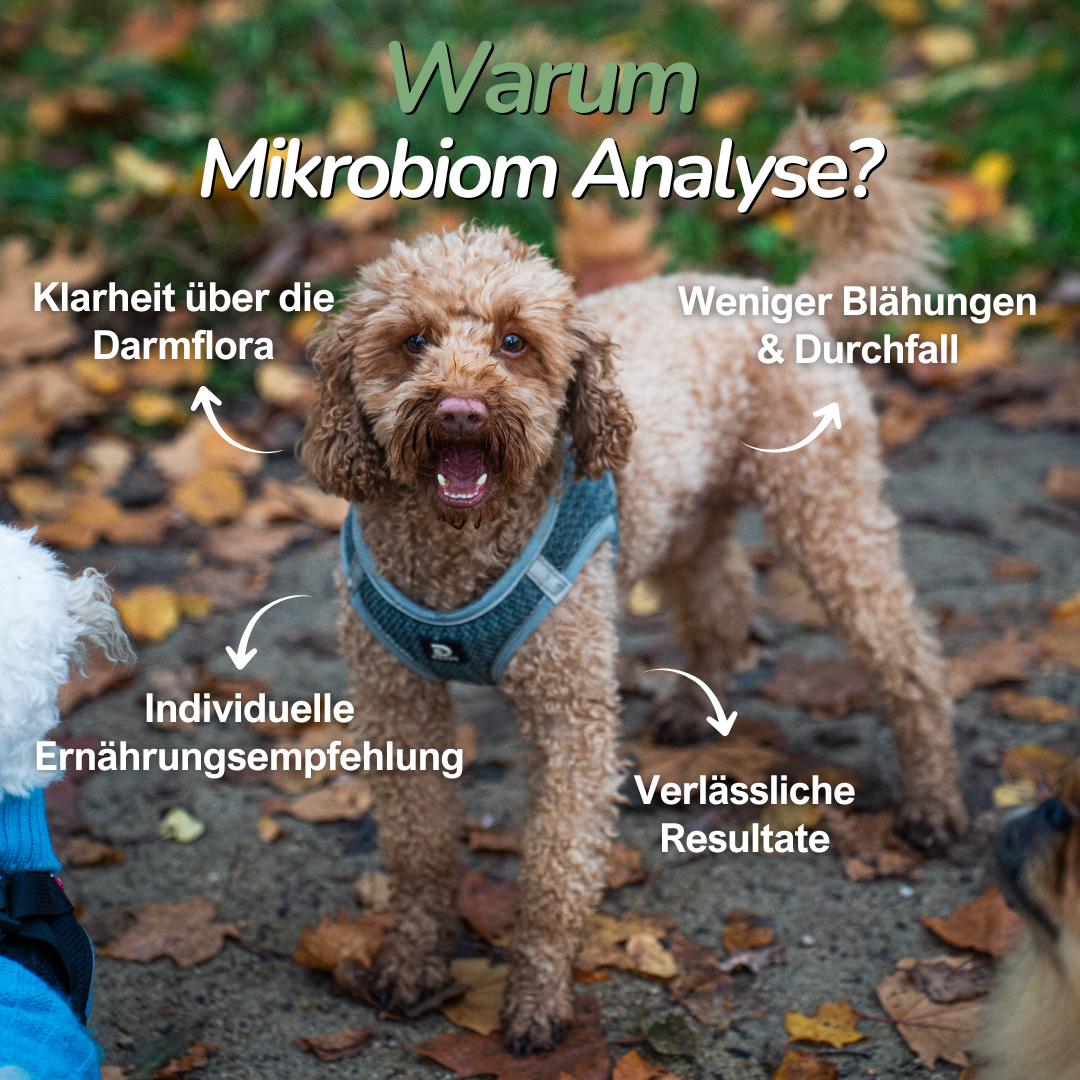 Hund läuft durch Herbstlaub – Hinweis auf die Bedeutung der Darmflora für die Hundegesundheit