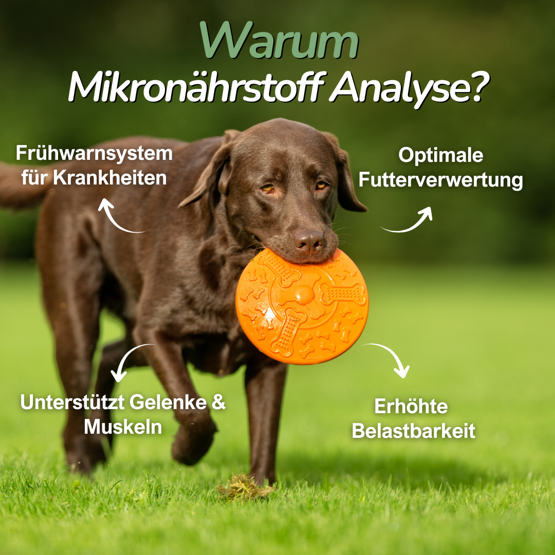 Hund spielt mit Ball auf Wiese – Information zur Wichtigkeit von Mikronährstoffen für die Hundegesundheit