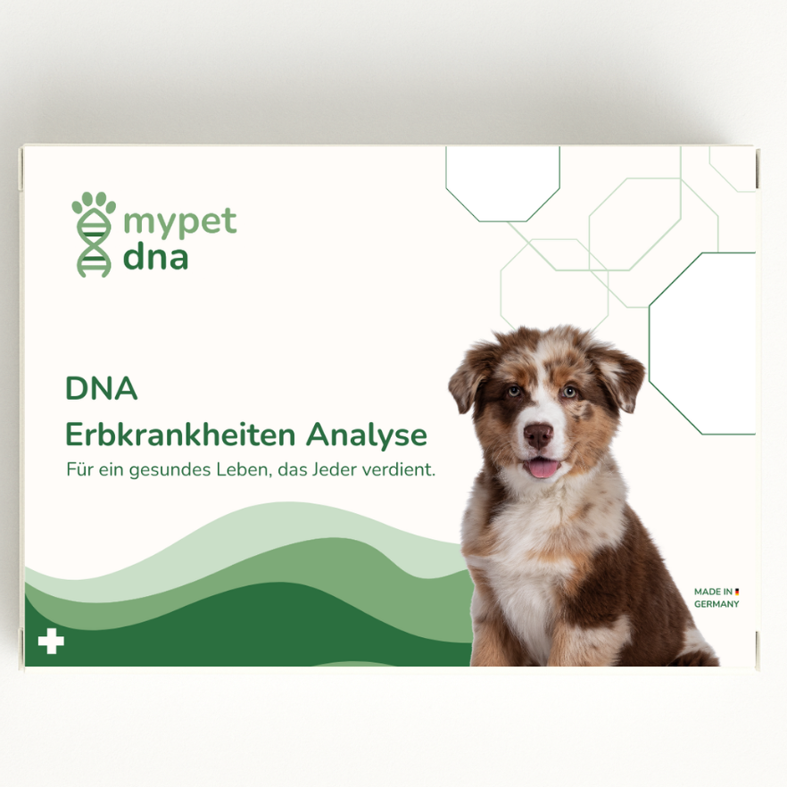 Produktverpackung des mypet dna Testkits zur Analyse genetischer Erbkrankheiten beim Hund