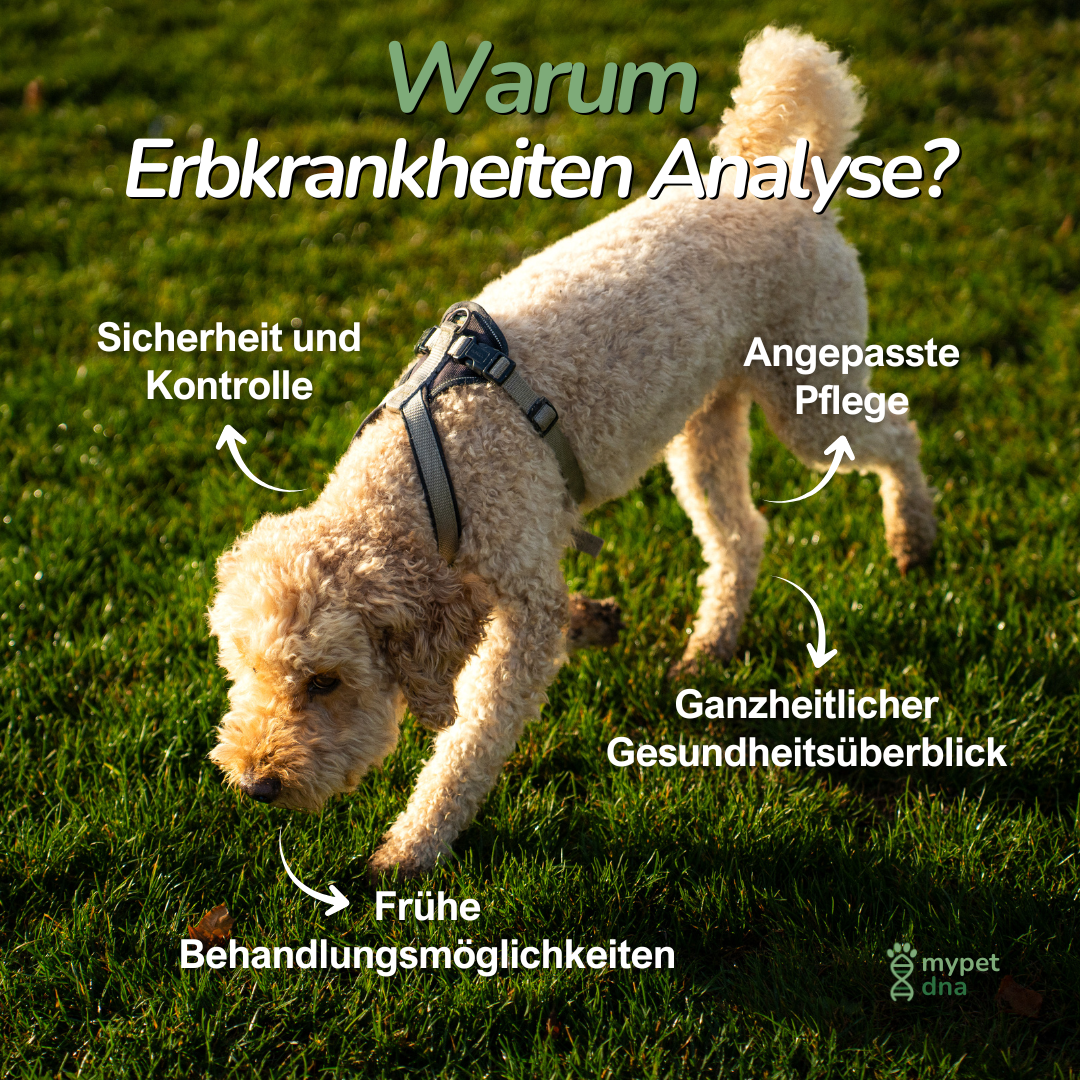 Aktiver Hund auf Wiese – Hinweis auf Vorteile der genetischen Früherkennung von Erbkrankheiten