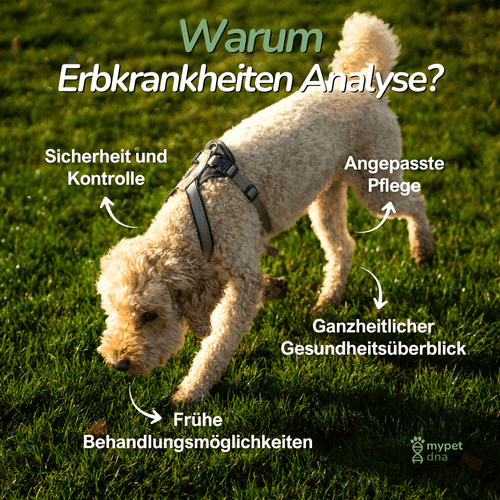 Aktiver Hund auf Wiese – Hinweis auf Vorteile der genetischen Früherkennung von Erbkrankheiten