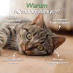 Katze liegt auf Teppich – Hinweis auf Bedeutung der Mikrobiom-Analyse für Katzengesundheit