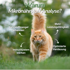 Katze läuft entspannt auf der Wiese – Hinweis auf Bedeutung der Mikronährstoffanalyse zur Gesundheitsvorsorge