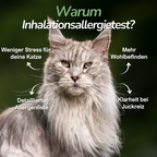 Langhaarige Katze sitzt vor dunklem Hintergrund – Erklärung zur Relevanz von Inhalationsallergien