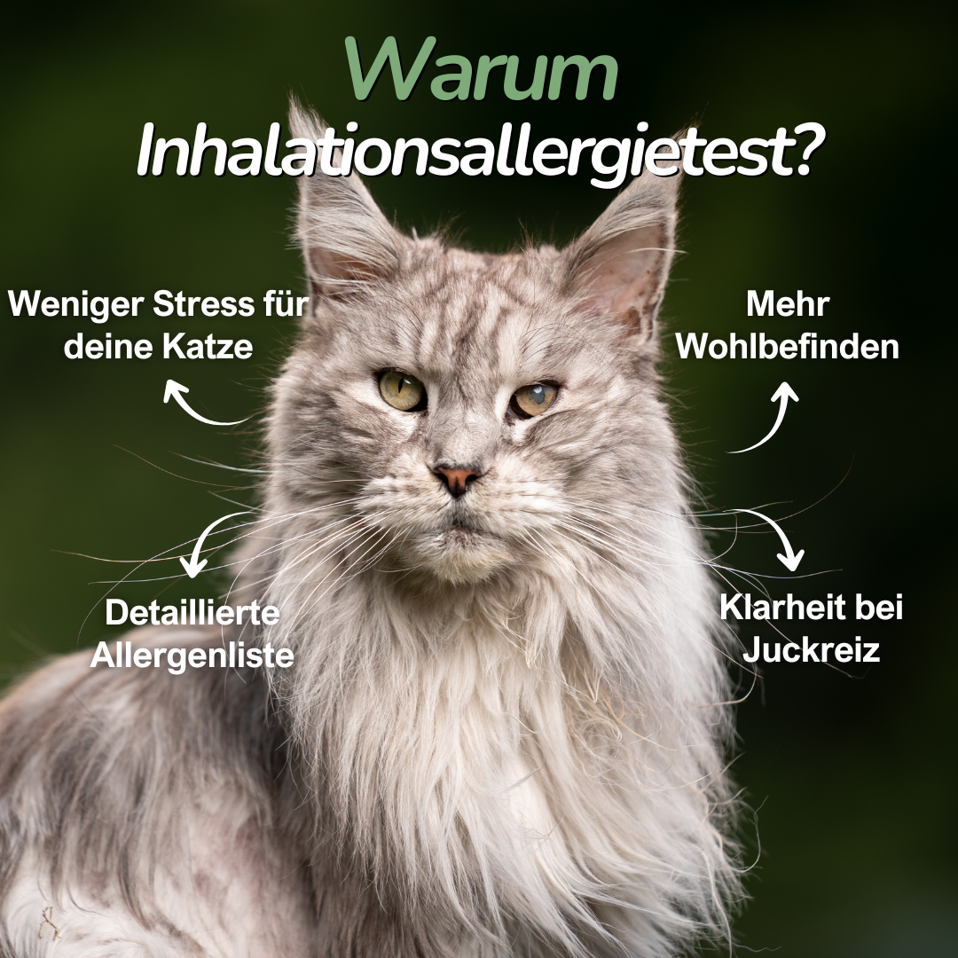 Langhaarige Katze sitzt vor dunklem Hintergrund – Erklärung zur Relevanz von Inhalationsallergien