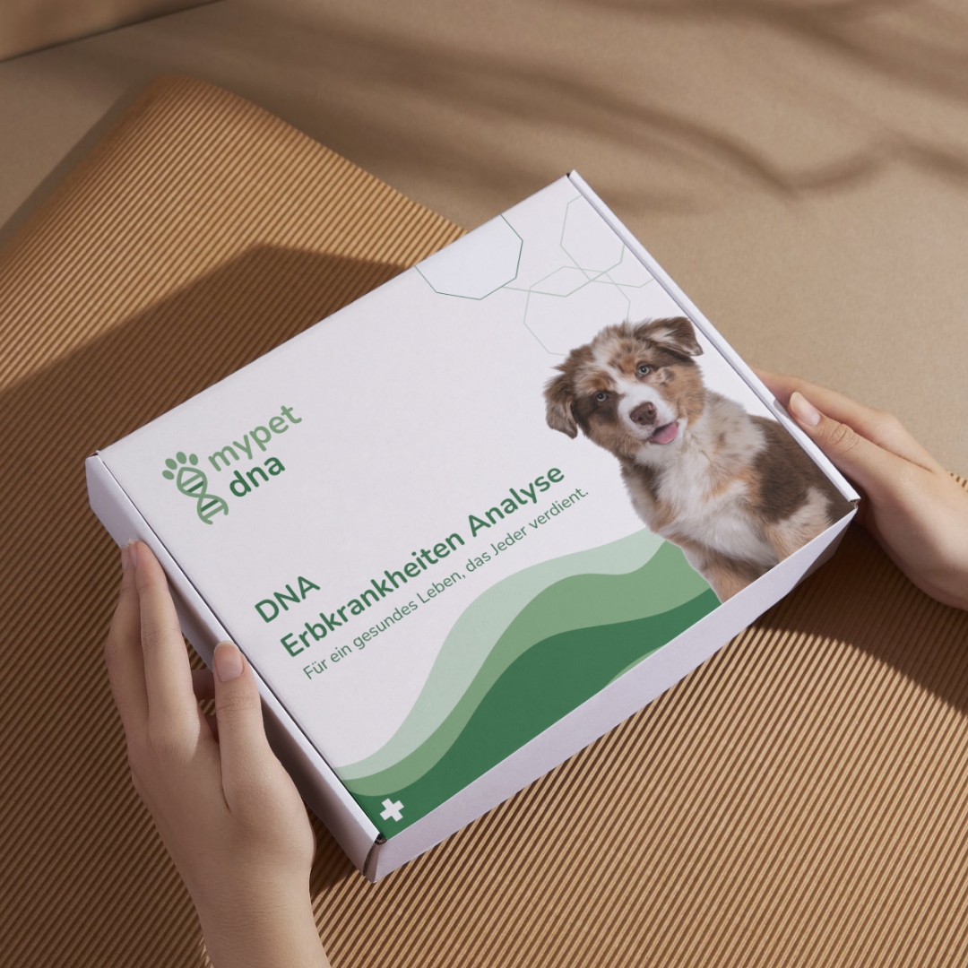 DNA-Testkit von mypet dna wird in Händen gehalten – hochwertige, moderne Verpackung