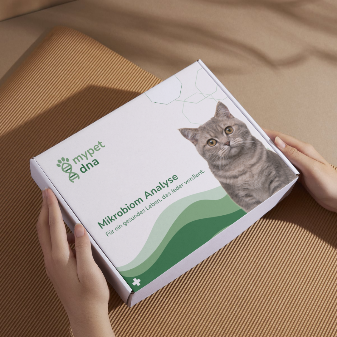 mypet dna Mikrobiom-Testkit für Katzen wird in Händen präsentiert – hochwertige Umverpackung