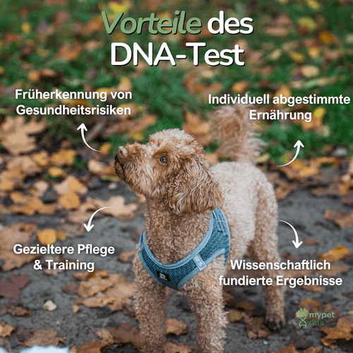 Kleiner Hund im Laub – Übersicht der Vorteile eines DNA-Tests für Tiergesundheit und Prävention