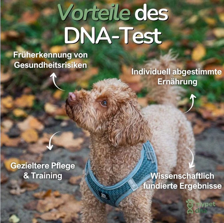 DNA Hunderassenbestimmung
