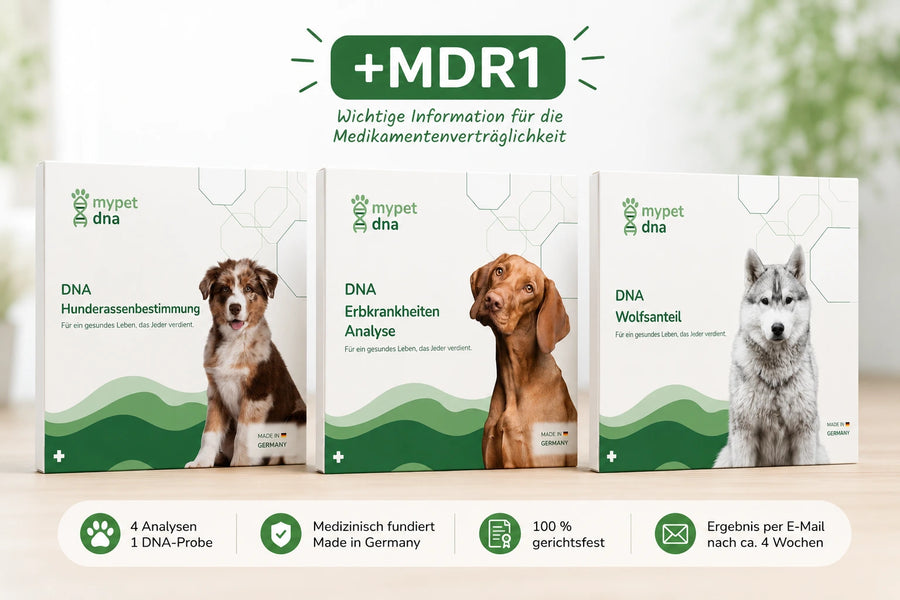 🧬 DNA Premium-Komplettanalyse