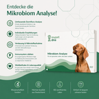 Mikrobiom Analyse Hund