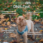 Hund mit blauer Leine im Laub – Hinweise auf die Vorteile eines DNA-Tests für Hunde