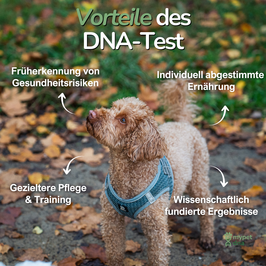 Hund im Laub mit Text zu Vorteilen der DNA-Analyse – präventive Gesundheitsinformationen