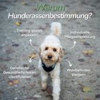 Kleiner Hund auf Kopfsteinpflaster – Information zur Bedeutung der Rassenanalyse für Verhalten und Gesundheit