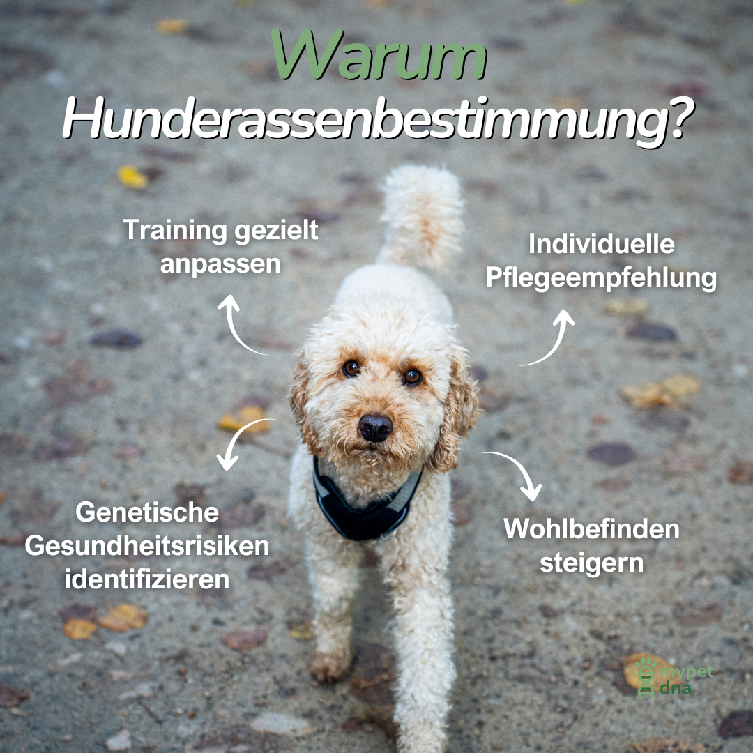 Kleiner Hund auf Kopfsteinpflaster – Information zur Bedeutung der Rassenanalyse für Verhalten und Gesundheit